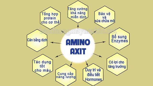 Ứng dụng, vai trò của amino axit