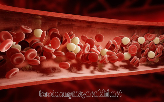 Ăn củ kiệu muối chua có tác dụng giảm cholesterol và tăng cường lưu thông máu