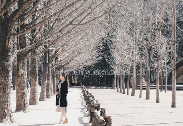 Vẻ đẹp lãng mạn khó của đảo Nami - Hàn Quốc vào mùa đông
