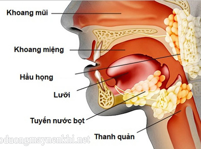 Hình ảnh giải phẫu vùng hầu họng